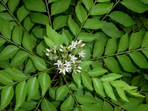 16-ORGANIC-CURRY-LEAF-POWDER-–-Murraya-koenigii-600x450-1-1 16-ORGANIC-CURRY-LEAF-POWDER-–-Murraya-koenigii-600x450-1-1