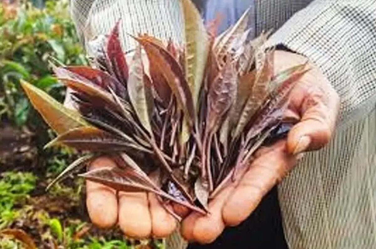 The Amazing Health Benefits Provided By Kenyan Purple Leaf Tea