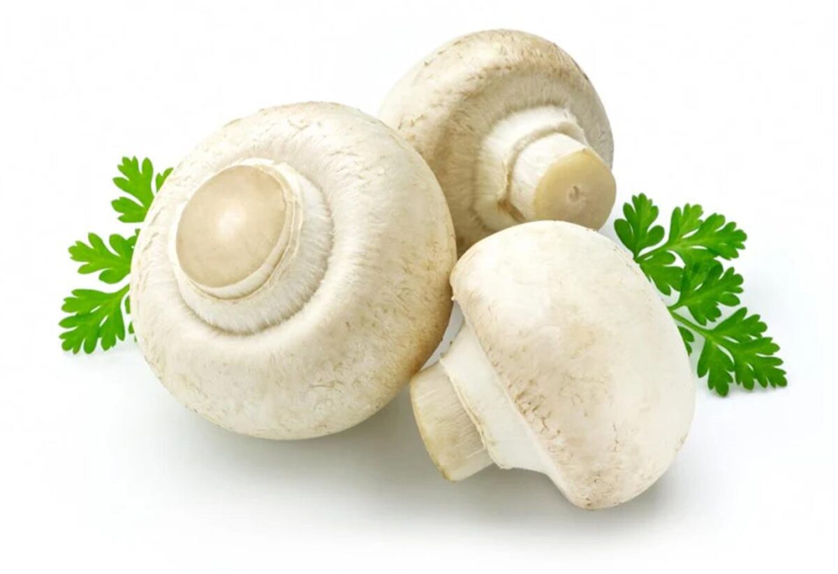 Mushroom Magic Harnessing the Nutritional and Medicinal Power of White Button Mushrooms