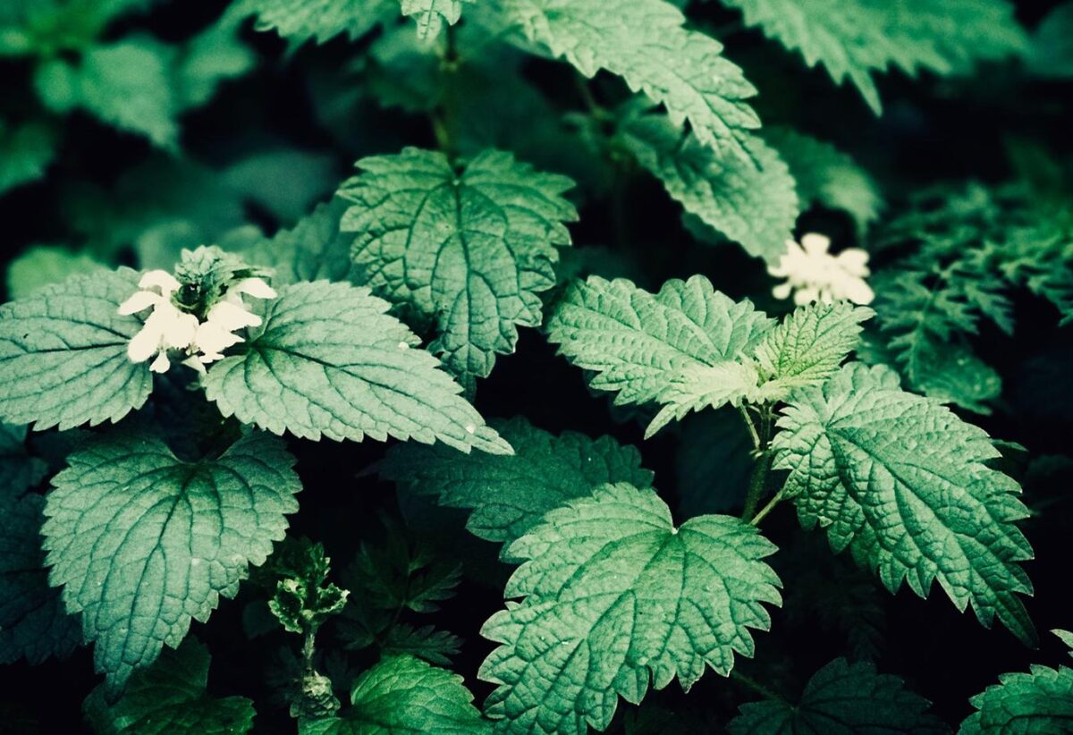 Organic Stinging Nettle reduces inflammation and relieves arthritis and gout