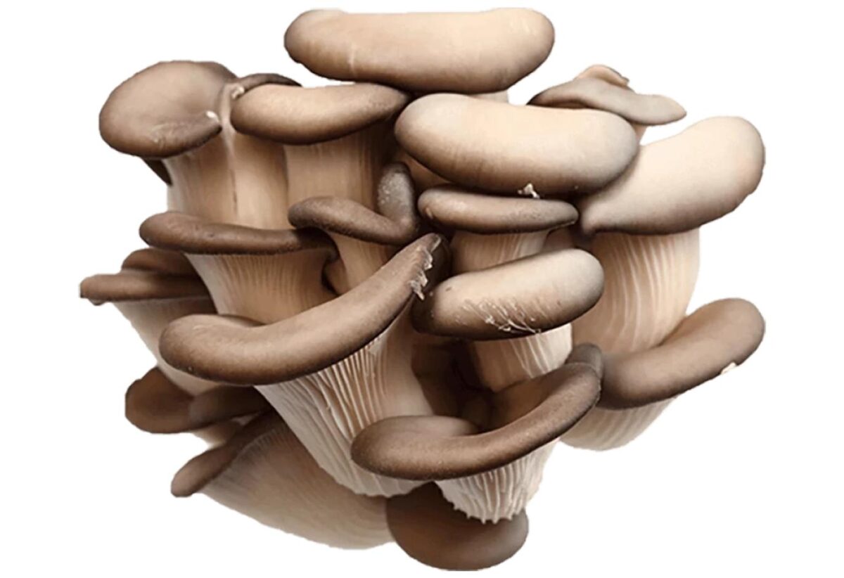 Oyster Mushrooms are rich in nutrients, including vitamin D, low in calories