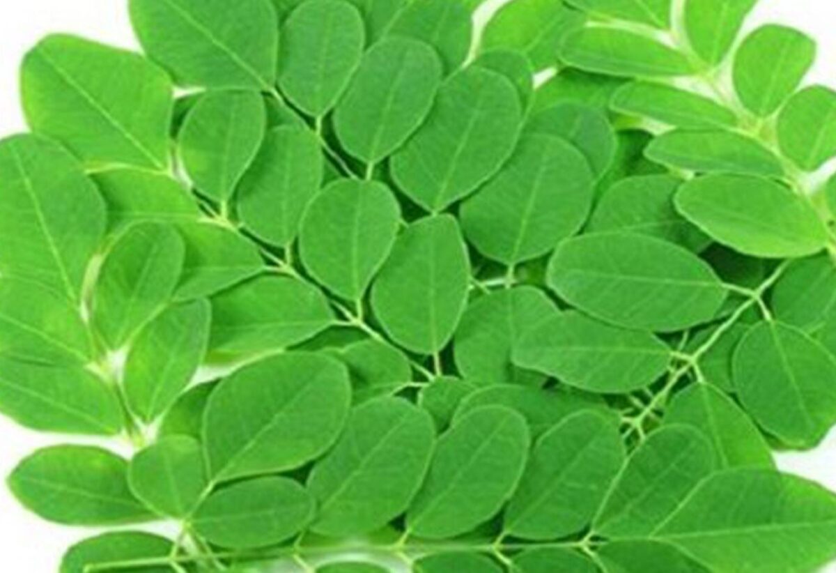 The Health Benefits Of Organic Moringa Oleifera Leaf Powder